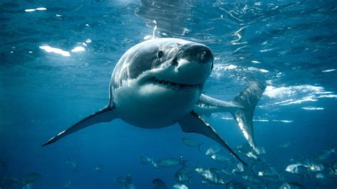 Fishermen Encounter A Great White Shark The Size Of A Whale