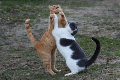 Funny Cats Dancing 13 Free Hd Wallpaper - Funnypicture.org