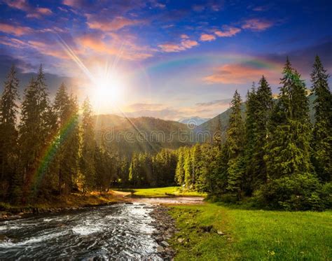 Mountain River in Pine Forest at Sunset Stock Image - Image of outdoor ...