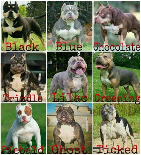 Xxl American Bully Size Chart | 09rosaline