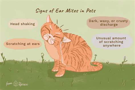 How to Treat Ear Mites in Cats