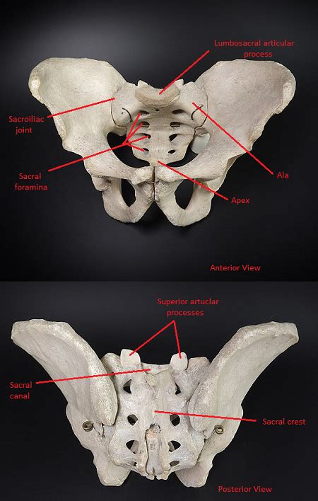 Sacrum Bone | Anatomy, Function & Location | Study.com