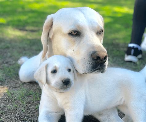 White Labrador Puppies for Sale - My Lab Puppies