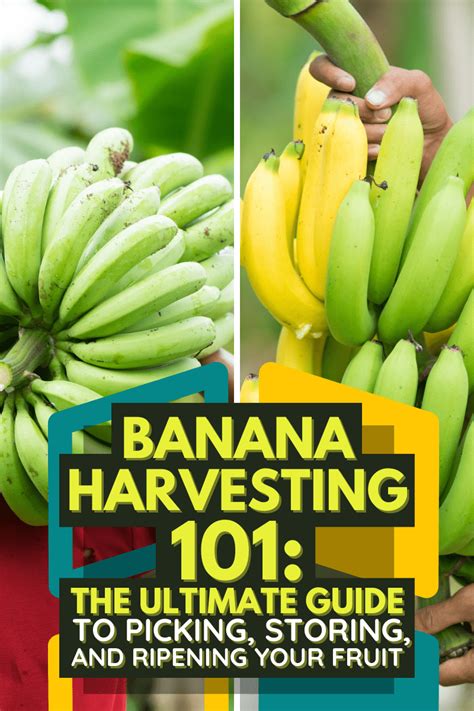 Banana Harvesting 101: The Ultimate Guide to Picking, Storing, and Ripening Your Fruit