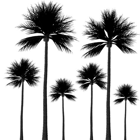 Silhouette,palm trees,tree silhouette,scrapbook,black - free image from needpix.com