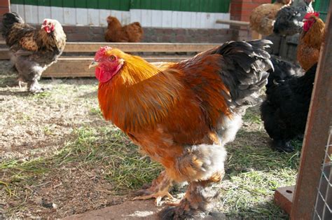 Cochin Chicken Breed Guide: Everything You Need to Know