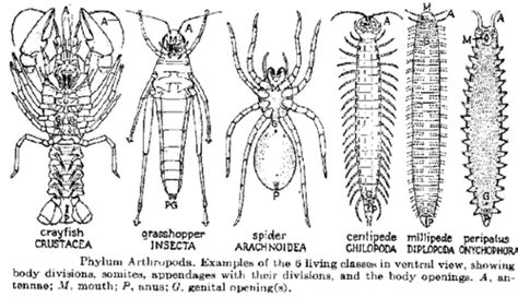 Subphylum Chelicerata Examples