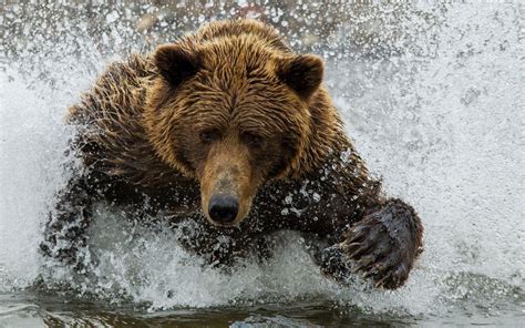 Grizzly Bear Wallpapers Images Photos Pictures Backgrounds