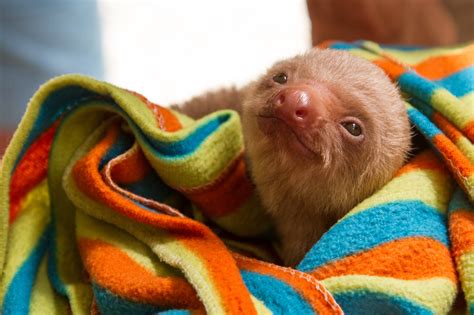 How The Sloth Sanctuary Is Educating To Costa Rica