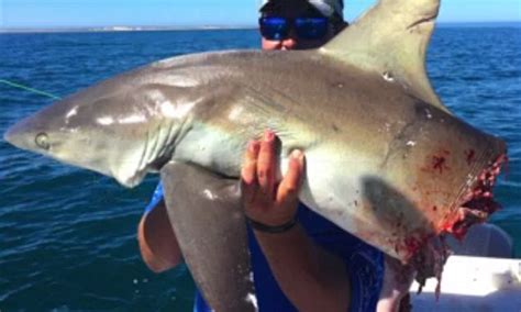 When the hunter becomes the hunted! Video shows the terrifying moment huge hammerhead shark ...