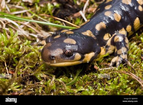 Tiger salamander larvae hi-res stock photography and images - Alamy