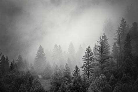 Forest Photograph in Black and White Mountain Pines Physical | Etsy