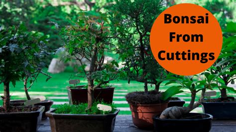 Bonsai From Cuttings - The Bonsai Master