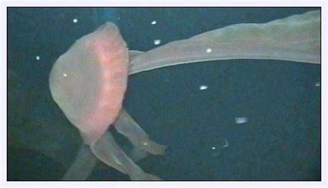 Giant Deep Sea Jellyfish Filmed in Gulf of Mexico — Earth Changes — Sott.net