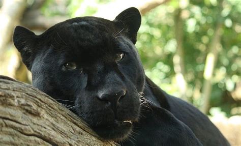 Picture 1 of 6 - Panther (Panthera Pardus, Panthera Onca) Pictures & Images - Animals - A-Z Animals