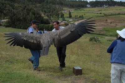 two people are standing in a field with an enormous bird on their hands ...