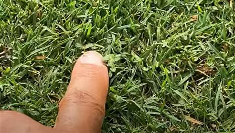 How to Get Rid of Spurge Weed? - Grass Killer