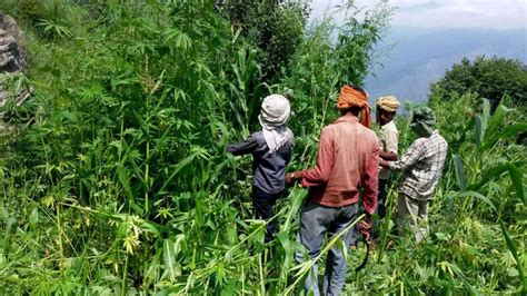 Himachal to legalise cannabis cultivation to boost economy - Hindustan Times