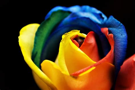 gousicteco: Neon Rainbow Roses Wallpaper Images