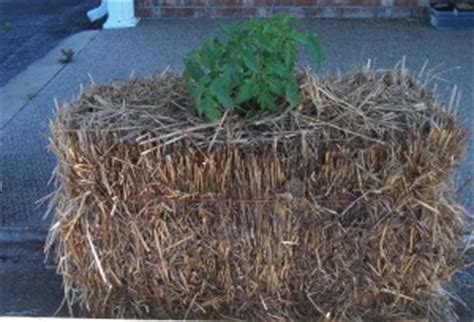 Hay Bale Gardening