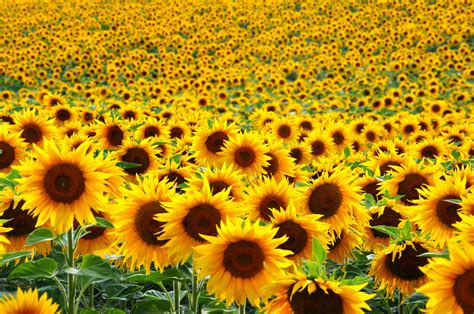 画像 sunflower field pictures 948109-Sunflower field pictures ideas