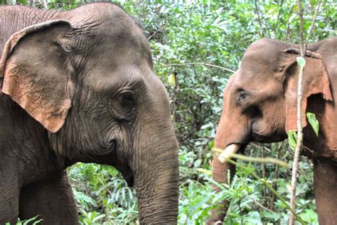 Mondulkiri - Known For Its Waterfalls, Elephant Sanctuaries, And Indigenous Culture - Cambodia Tours