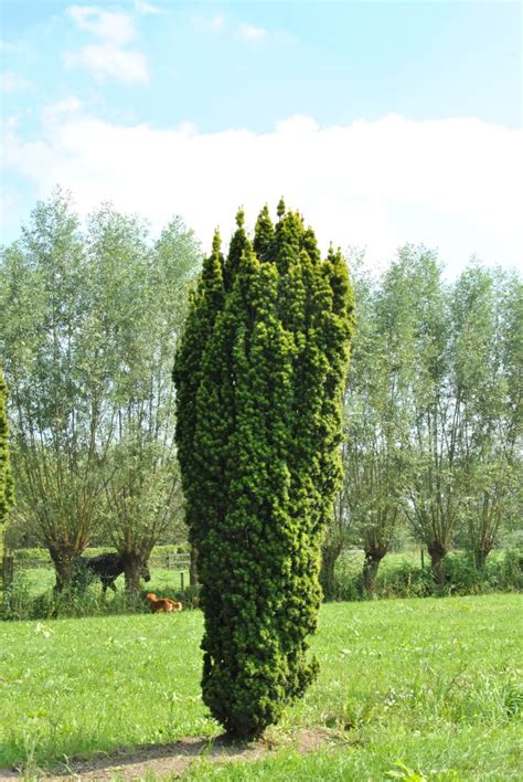 Taxus baccata 'Fastigiata Aurea' | Taxus baccata 'Fastigiata Aurea ...