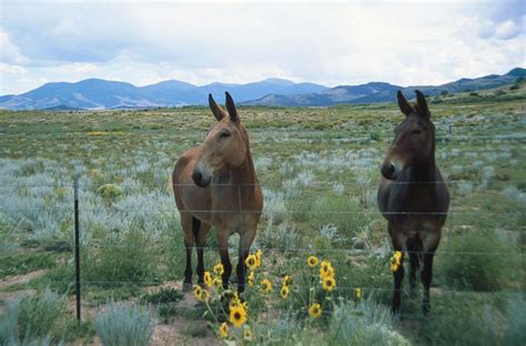 What's the Difference Between Donkeys and Mules?