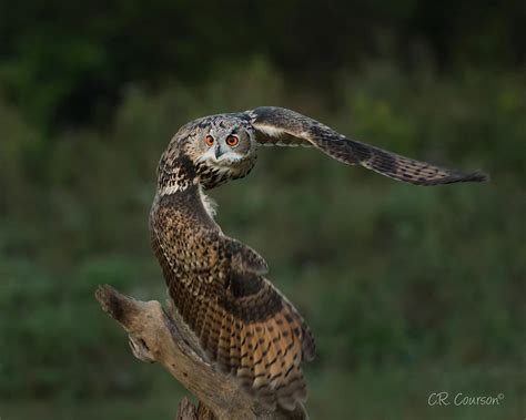 Hunting Eagle-owl Photograph by CR Courson