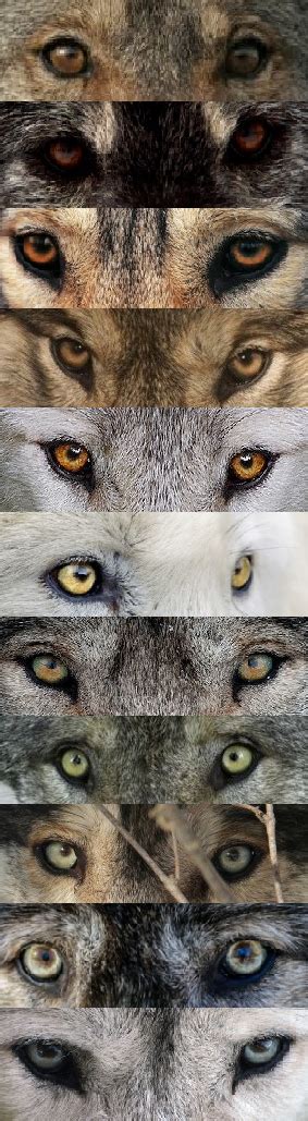 WOLVES | Wolf eyes, Wolf dog, Wolf eye color