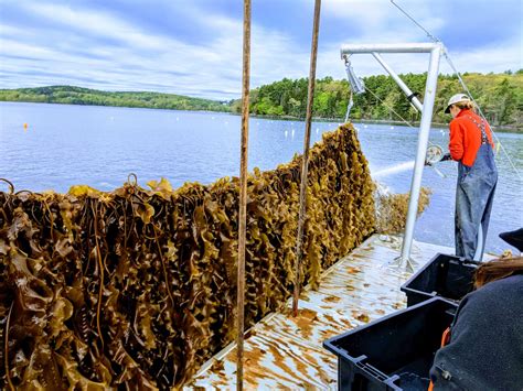 Maine’s Seaweed Farming Boom | Heritage Radio Network