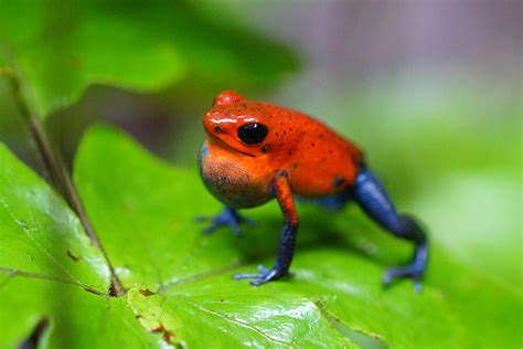 Show Me A Picture Of A Poisonous Frog - PictureMeta