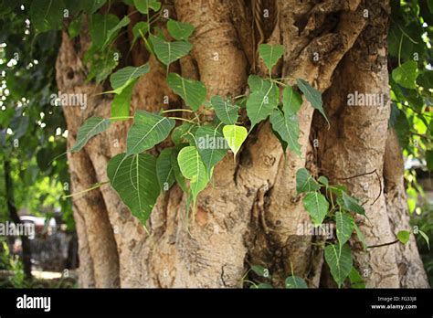 Peepal leaves hi-res stock photography and images - Alamy