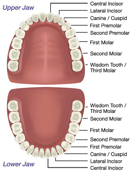 How Many Teeth Do Adults Have Including Wisdom Teeth - Teeth Poster