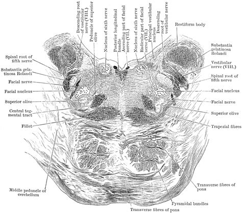 Section Through Pons Varolii | ClipArt ETC