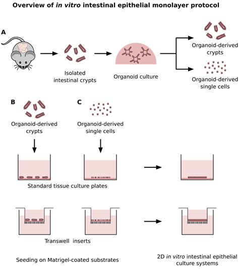 In vitro Self-organized Mouse Small Intestinal Epithelial Monolayer ...