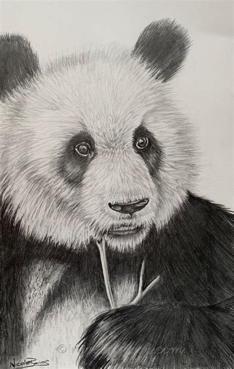 Simple Pencil Sketches Of Animals