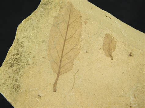 Quercus petros leaves? - Fossil ID - The Fossil Forum