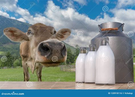 Milk Production in Farm. Cow in Meadow and Bottles with Milk in ...