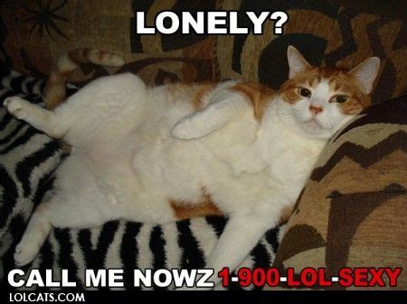 Lonely? Cat Meme - Cat Planet | Cat memes, Kittens funny, Cute funny animals