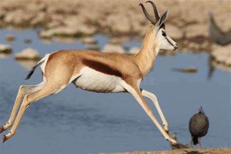 921 Gazelle Running Stock Photos - Free & Royalty-Free Stock Photos from Dreamstime