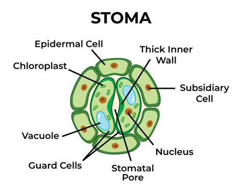 Epidermal Tissue System: Epidermis, Stomata, & Epidermal Appendages