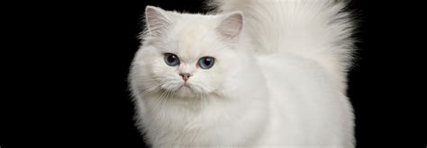 Persian Cat Breed Information, Personality & More-Whiskas