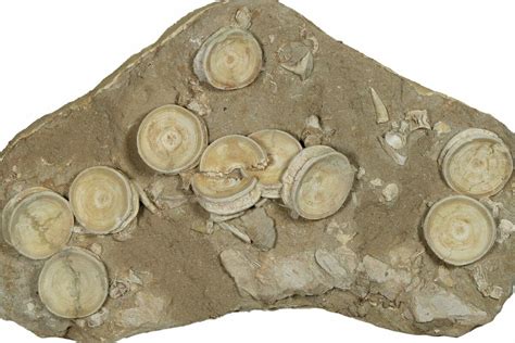 18.5" Fossil Shark Vertebrae & Teeth Plate - Morocco (#78728) For Sale - FossilEra.com