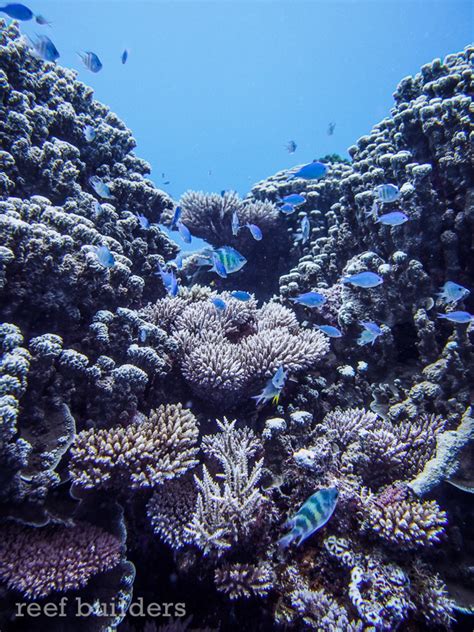 Breathtaking views of coral reefs at Kwajalein Atoll, Marshall Islands | Reef Builders | The ...