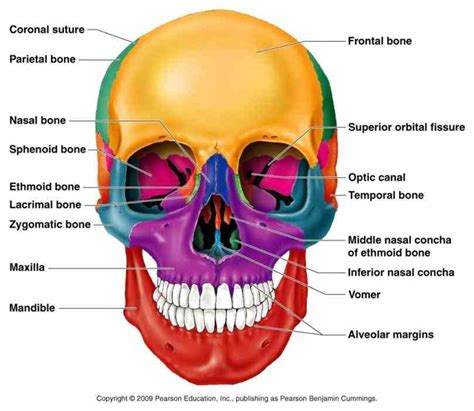 Labeled Diagrams Of Skull | MedicineBTG.com