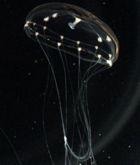 Jellyfish brain may tell us more about the human brain | SYFY WIRE