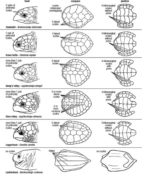 Scute patterns and shell morphology of the 7 sea turtle species.... | Download Scientific Diagram