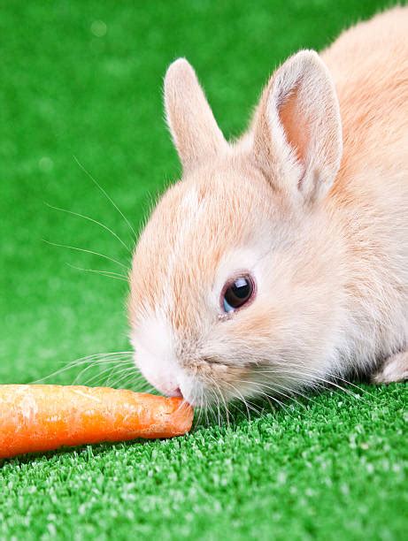 Brown Baby Bunny And A Carrot Stock Photos, Pictures & Royalty-Free ...