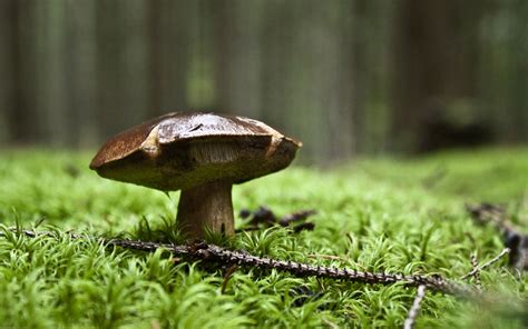 Mushroom Forest Wallpaper - WallpaperSafari